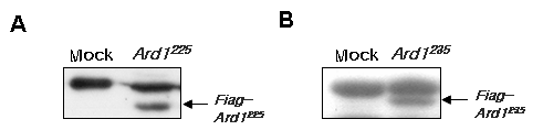 A) Flag antibody를 사용하여 B16F10 세포주에서 Ard1225가 과발현 하는 세포주 선별. B) Ard1 antibody를 사용하여 B16F10 세포주에서 Ard1235가 과발현 하는 세포주 선별.