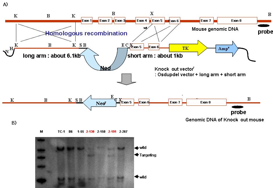 A) Ard1 유전자 적중 마우스 제작을 위한 타켓팅 벡터 구조. B) Southern blot를 통해 Ard1 유전자 적중 ES 세포주 확인