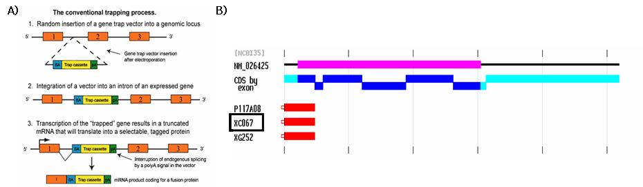 A) gene trap 기법 B) Ard1 유전자의 gene trap 위치 모식도. 자주색 부분은 Nat5의 coding sequence (CDS)를 나타내며, 파란색 부분은 Nat5의 exon을 나타냄. XC067이 우리가 사용한 ES 세포주이며 빨간색이 삽입된 Tag을 나타냄. 그로 인해 유전자 발현이 억제됨을 보여주고 있음.
