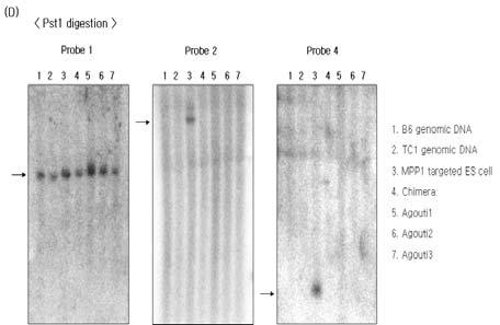 Southern blot analysis for identification of mutant allele transmitted to offspring agouti through germ line of chimera