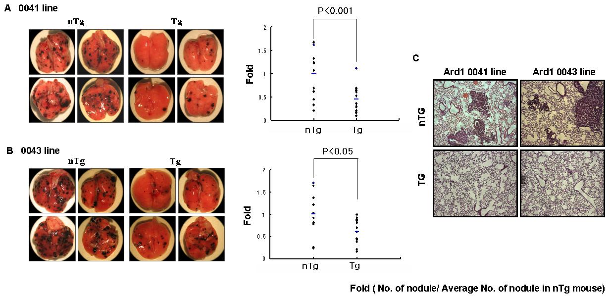 A) Ard1 유전자 과발현 0041line mice의 미정맥에 B16F10 세포주를 주입하여 2주후 부검하 폐에 생긴 노즐 확인(왼쪽). 폐로 전이된 암 노즐 수 정량화(오른쪽). B) Ard1 유전자 과발현 0041line mice의 미정맥에 B16F10 세포주를 주입하여 2주후 부검하여 폐에 생긴 노즐 확인(왼쪽). 폐로 전이된 암 노즐 수 정량화(오른쪽) C) H&E 염색, ×100