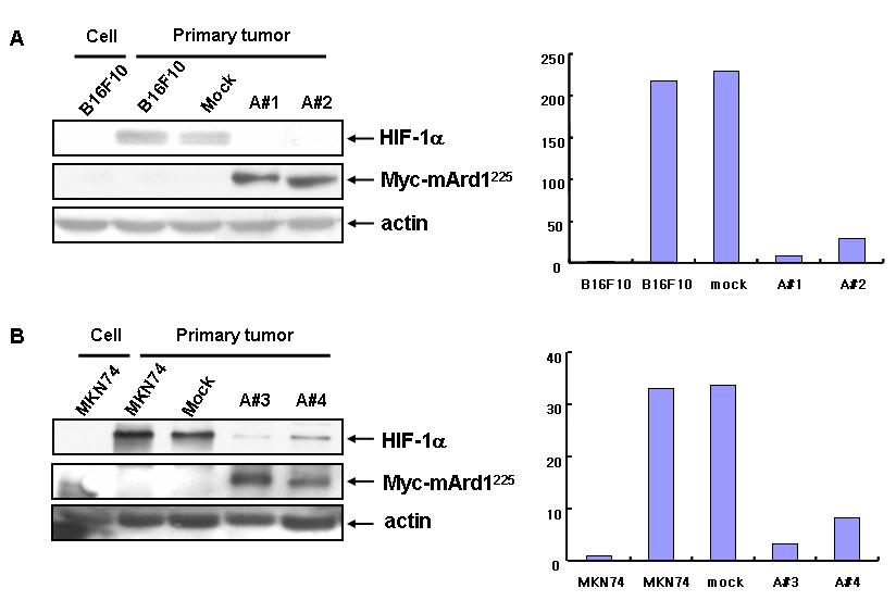 A) Ard1이 과발현 B16F10 primary tumor 조직에서 HIF-1α의 단백질 발현 감소 확인(왼쪽). 정량화(오른쪽). B) Ard1이 과발현 MKN28 primary tumor 조직에서 HIF-1α의 단백질 발현 감소 확인(왼쪽). 정량화(오른쪽)