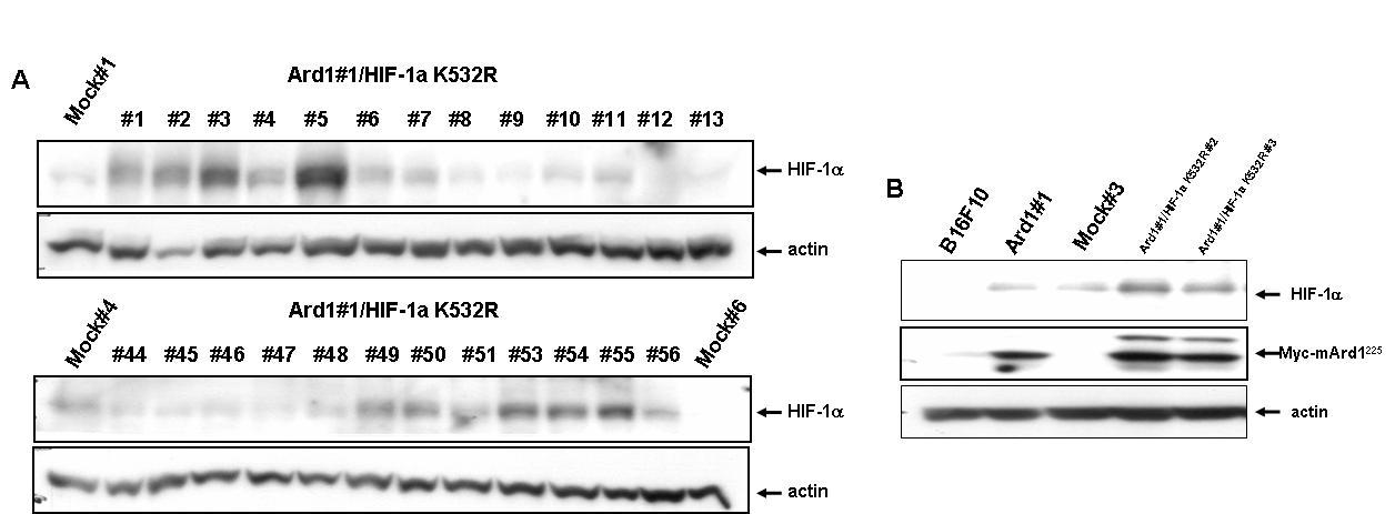 A) Ard1225가 과발현 하는 B16F10 암세포주에 lysine 532 잔기가 돌연변이 된 HIF-1 α가 과발현하는 B16F10 세포 각각의 colony에서 HIF-1α발현 확인. B) 선별된 colony에서 HIF-1α 발현 재확인