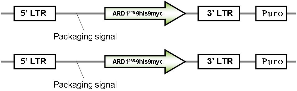 pMX-puro_Ard1225, Ard1235 retroviral vector 구조
