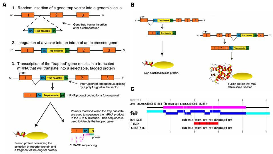 A) gene trap 기법 B) gene trap 기법의 제한점 C)Ard1 유전자의 gene trap 위치 모식도. 자주색 부분은 Ard1의 coding sequence (CDS)를 나타내며, 파란색 부분은 Ard1의 exon을 나타냄. 빨간색이 삽입된 Tag을 나타냄.