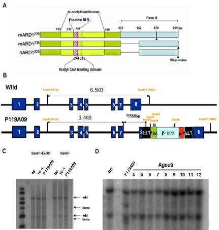 A) Ard1 유전자 variant들의 구조 B) Ard1 유전자의 wild genomic structure 와 targeted locus. C) knock-in 마우스 확인을 위한 southern blot probes test D) southern blot을 이용한 ARD1-β-galactosidase knock-in agouti 마우스 확인