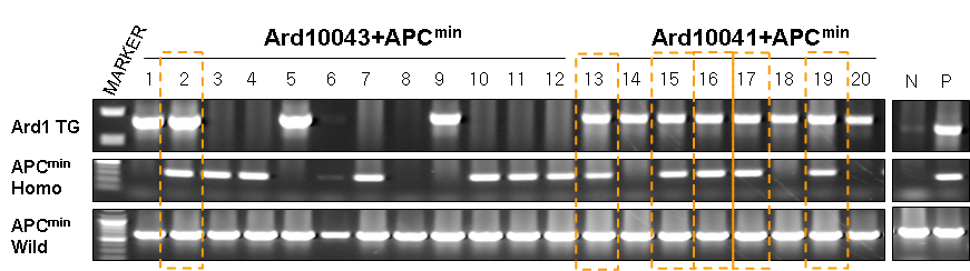 Ard1 유전자 과발현/APC 유전자 적중 double mutant 마우스 꼬리 g.DNA를 이용한 유전자형 분석
