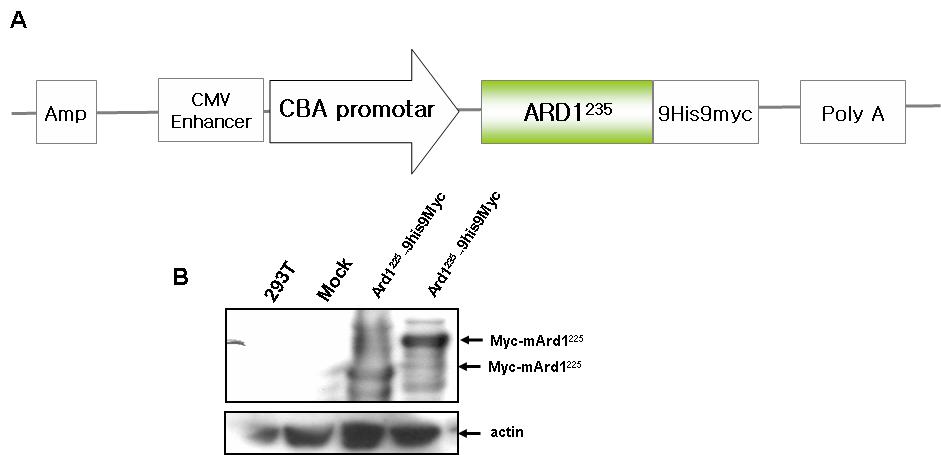 A) Ard1235 과발현 마우스 제작을 위한 expression 벡터 구조 B) 293T cell에서 Ard1235 -9His9Myc 융합 단백질의 발현 확인.