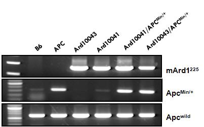 Ard1 유전자 과발현 /APC 유전자 적중 double mutant 마우스 꼬리 g.DNA를 이용한 유전자형 분석