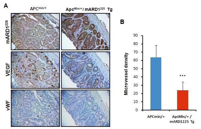 A) ApcMin/+과 ApcMin/+/Ard1225 유전자 과발현 double mutant 마우스의 소장에 생긴 아데노마 조직을 Ard1, VEGF, vWF antibody를 이용하여 면역 염색, ×200. B) vWF-positive vessels을 측정하여 그래프로 나타냄.