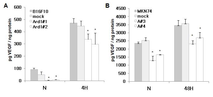 A) Ard1 과발현 B16F10 암세포주에서 VEGF 단백질 발현 감소 확인. B) Ard1 과발현 MKN74 암세포 주에서 VEGF 단백질 발현 감소 확인.