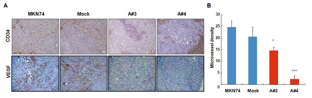 A) MKN74 primary tumor 조직을 CD34 antibody (위)와 VEGF antibody (아래)로 면역 염색, ×100. B) CD34-positive vessels을 측정하여 그래프로 나타냄.