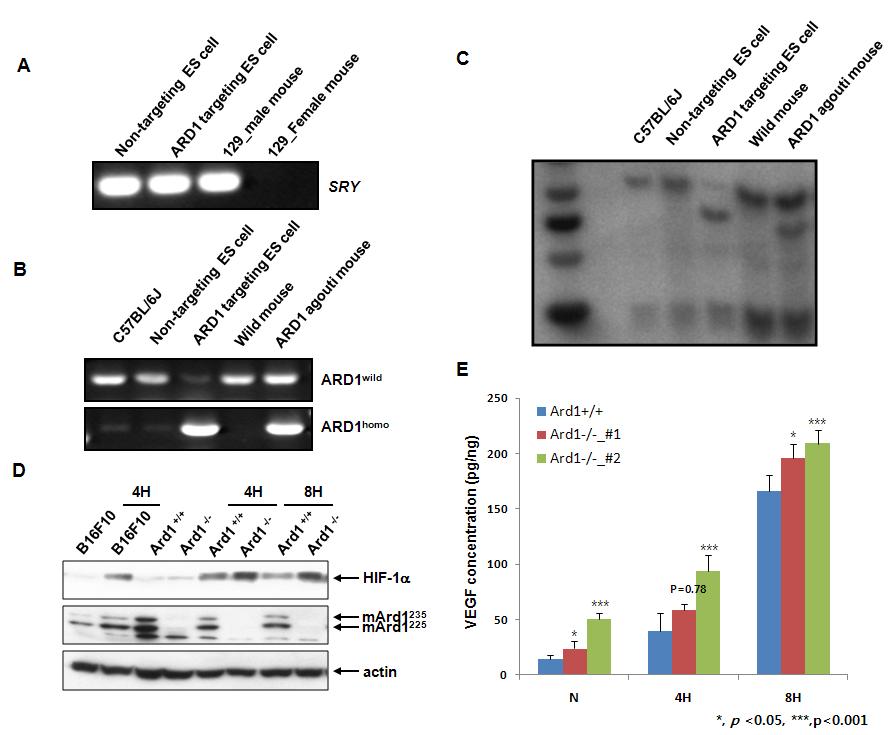 A) sry 유전자 PCR. B) PCR을 이용하여 유전자형 분석. C) Southern blot을 이용하여 유전자형 분석. D) Ard1 유전자 적중 ES 세포주에서 western blot을 이용하여 Ard1 과 HIF-1a 발현 확인. E) VEGF 단백질 발현 측정.