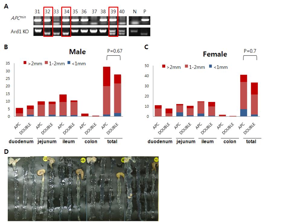 A) PCR 기법에 의한 ApcMin/+/Ard1+/- 또는 ApcMin/+/Ard1-/- double mutant 마우스의 genotype 분석. B) 생후 120일령 ApcMin/+과 ApcMin/+/Ard1-/- double mutant 수컷 마우스의 소장에 생긴 아데노마의 수와 크기 분석. C) 생후 120일령 ApcMin/+과 ApcMin/+Ard1-/+ double mutant 암컷 마우스의 소장에 생긴 아데노마의 수와 크기 분석. D) Ard1 유전자 적중 마우스 1세대와 C57BL/6J-ApcMin/+ 마우스의 double breeding으로 제작된 ApcMin/+ 마우스의 소장의 아데노마 비교.