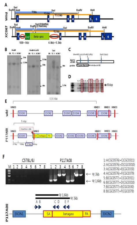 A) XCO67 세포주에서 확인한 Nat5 유전자의 wild genomic structure 와 targeted locus. B) knock-out 마우스 확인을 위한 XCO67 세포주의 southern blot probes test. C) southern blot 용 probe. D) 마우스 산자의 g.DNA로부터 southern bolt을 통해 Nat5 knock-out 마우스 확인. E) P117A08 세포주에서 확인한 Nat5 유전자의 wild genomic structure 와 targeted locus. F) P117A08의 g.DNA로부터 PCR을 통해 betageo 삽입 확인.