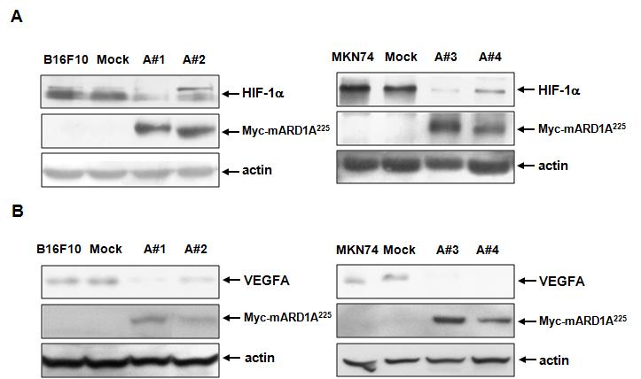 A) Ard1이 과발현 B16F10, MKN74 primary tumor 조직에서 HIF-1α의 단백질 발현 감소 확인 B) Ard1이 과발현 B16F10, MKN74 primary tumor 조직에서 VEGF의 단백질 발현 감소 확인.
