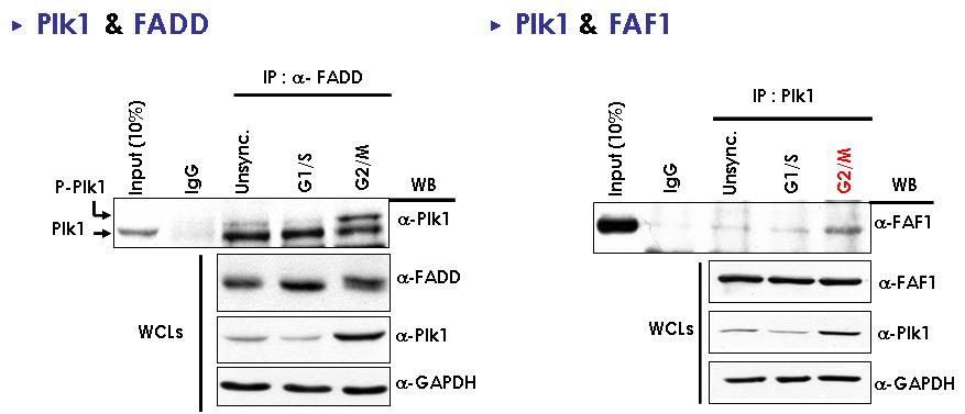 세포주기별 Plk1 과 죽음단백질들과의 결합