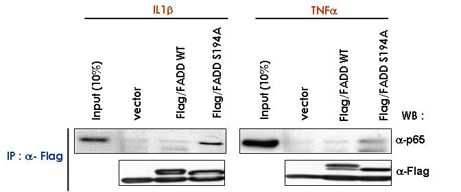 인산화되지 않은 FADD 는 NF-kB p65 와 효율적으로 결합함