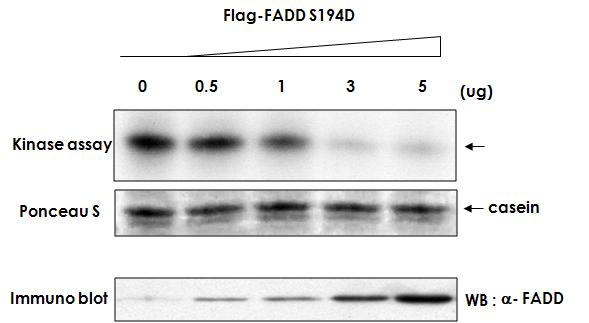 인산화된 FADD 는 Plk1 의 효소활성을 억제함