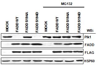 인산화된 FADD 는 Plk1을 proteasome 의존적으로 degradation 함