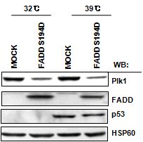 인산화된 FADD 는 Plk1을 ubiquitin 의존적으로 degradation 함