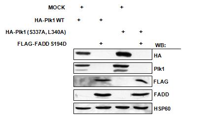 인산화된 FADD 는 Plk1을 ubiquitin 의존적으로 degradation 함