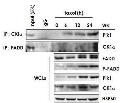 CK1α 와 Plk1 의 결합은 taxol 의존적임