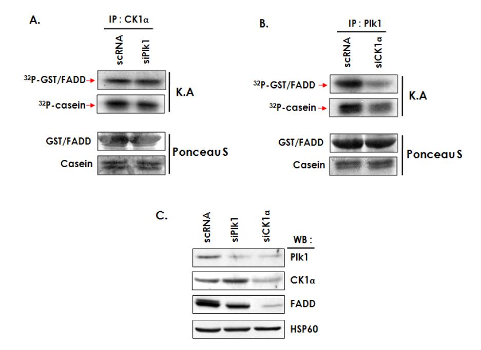 CK1α 는 Plk1 의 활성화에 중요한 효소임