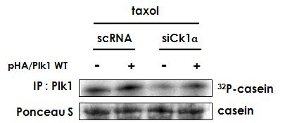 CK1α 결합에 의한 Plk1 의 비활성화는 Plk1 과발현에 의해 회복됨