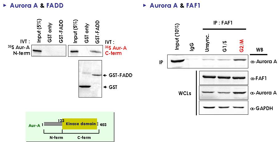 Aurora A kinase 과 죽음 단백질과의 결합