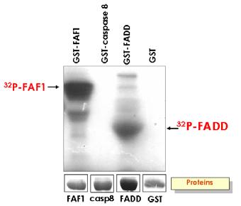 Mitotic kinase 인 Aur-A 에 의한 FAF1 과 FADD 의 인산화
