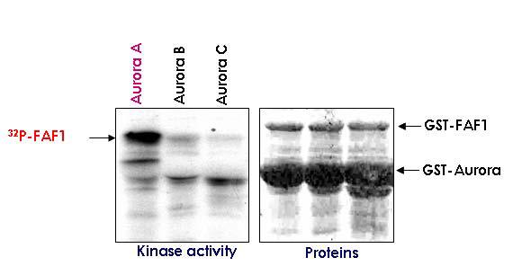 FAF1 은 Aurora A kinase 에 의해서만 인산화됨