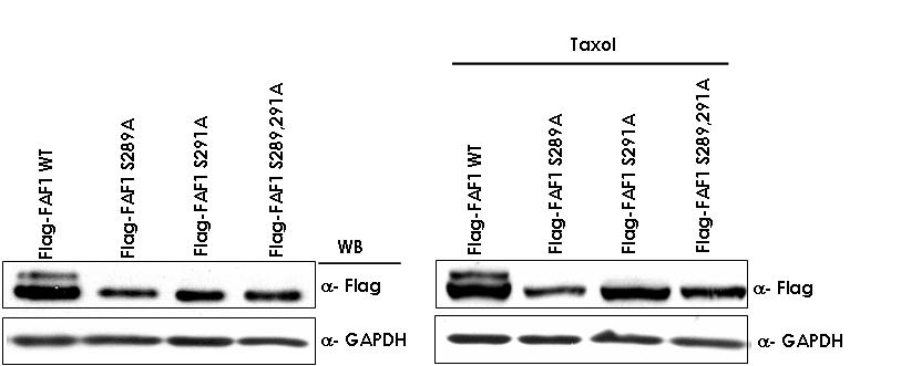 세포내에선 FAF1 의 Ser289, Ser291 잔기 모두가 인산화에 중요함