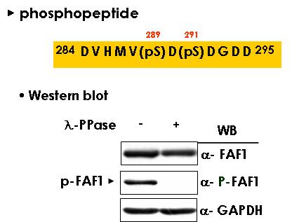 phospho FAF1 antibody 제작