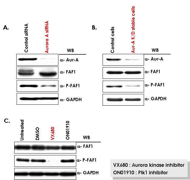 FAF1 은 Aurora kinase 에 의해 인산화됨