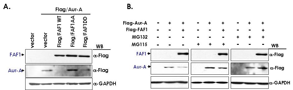 인산화된 FAF1 은 proteasome 매개로 Aurora A 의 발현을 감소시킴