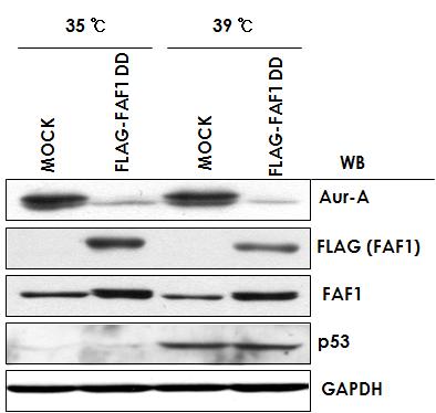 인산화된 FAF1 은 Aur-A 을 ubiquitin 비의존적으로 degradation 시킴