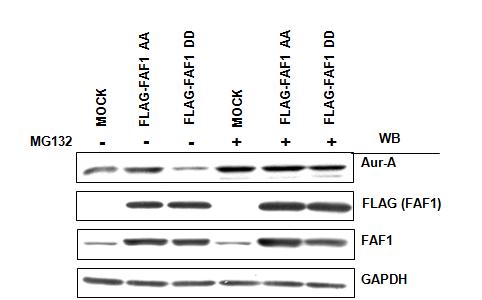 위암 세포주에 인산화 mimic FAF1 돌연변이체 도입은 Aur-A 의 발현을 감소시킴