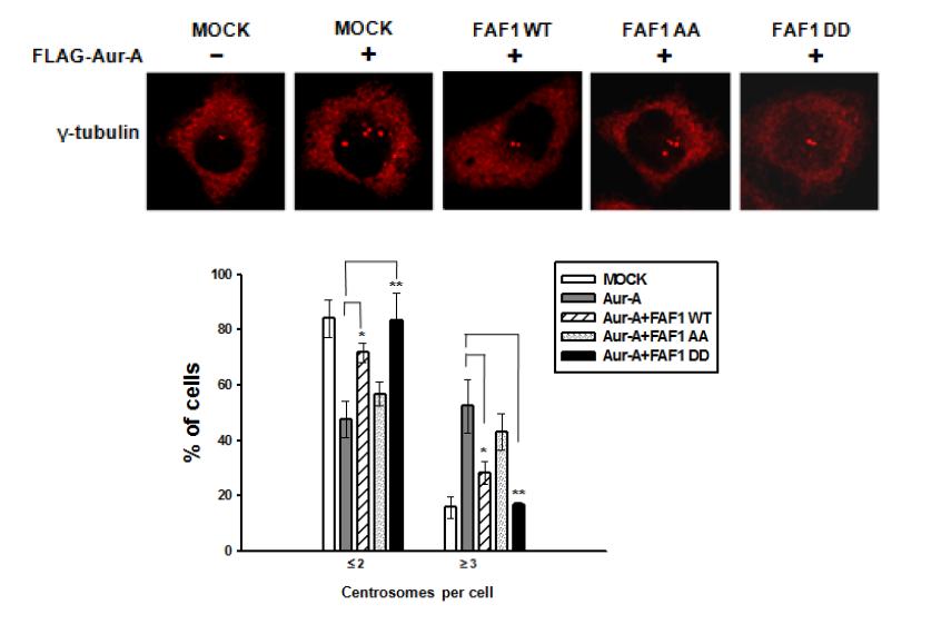 인산화된 FAF1 은 Aurora A 에 의해 증폭된 centrosome 수를 감소시킴