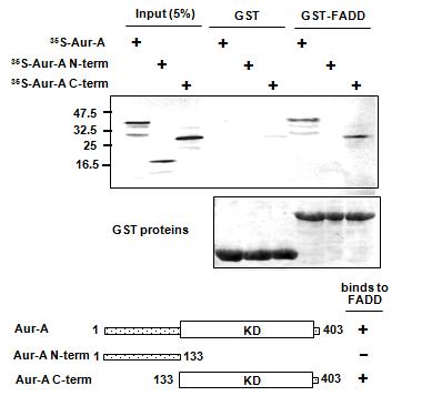 FADD 는 Aur-A 의 kinase domain 과 결합함