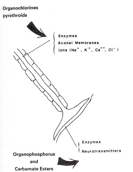 Potential sites of action of classes of insecticides on the axon and the terminal of