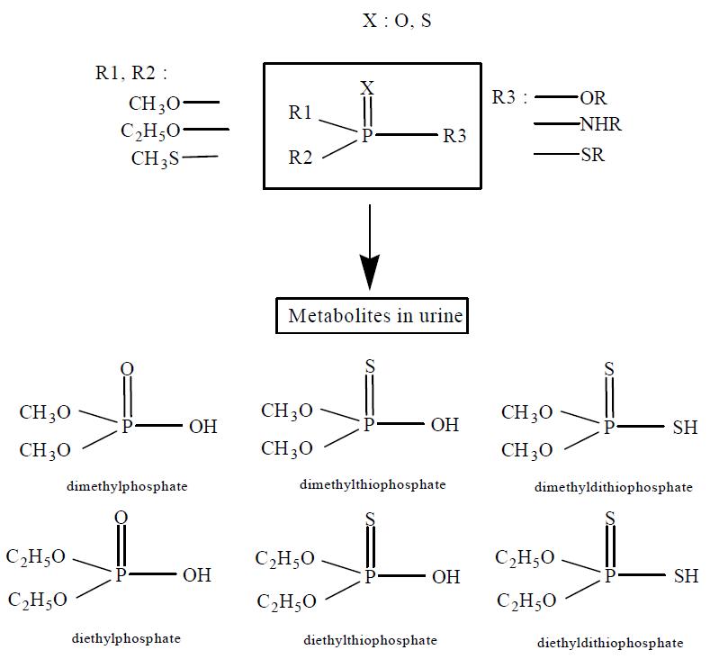 General chemical structure of organophosphorous insecticides and their metabolites