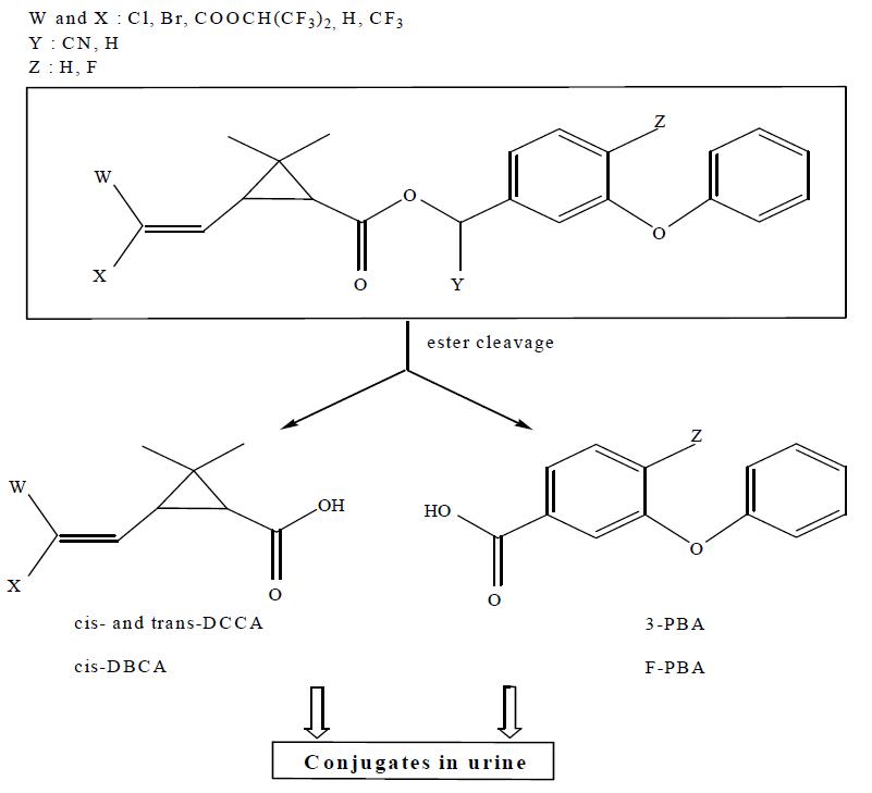 General chemical structure of pyrethroid insecticides and their metabolites