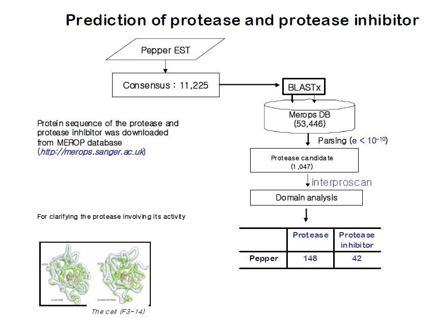 protease 분석