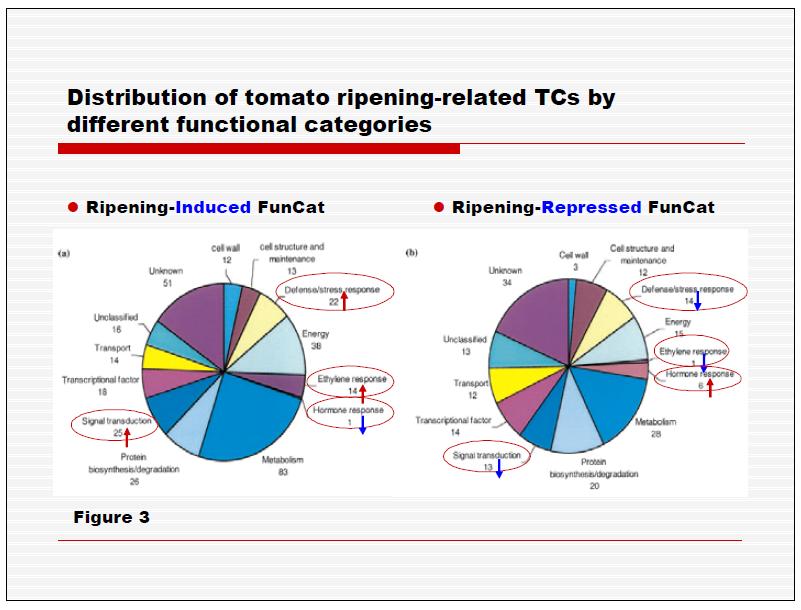 Distribution of tomato ripening-related TCs by different functional categories