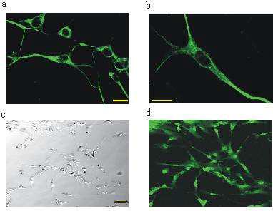 Morphology of Interstitial Cells of Cajal