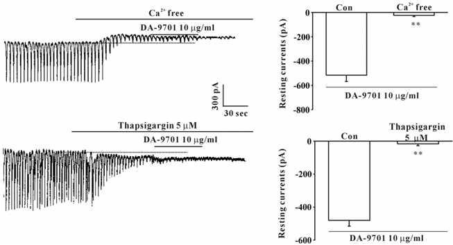 Effects of an external Ca2+-free solution or thapsigargin, a Ca2+-ATPase inhibitor of endoplasmic reticulum, and U-73122,an active phospholipase C inhibitor, on DA-9701-induced pacemaker currents in cultured ICC (A)The external Ca2+-free solution abolished the generation of pacemaker currents. Under these conditions, DA-9701-induced(10 μg/ml) tonic inward currents were blocked. (B) Thapsigargin(5 μM) abolished the generation of pacemaker currents. Also, thapsigargin blocked the DA-9701-induced(10 μg/ml) tonic inward currents. The responses to DA-9701 in the external Ca2+-free solution, in the presence of thapsigargin are summarized in(C)and(D), respectively. Bars represent the mean values±SE. * *(P<0.01) Significantly different from the untreated control. Con : Control.