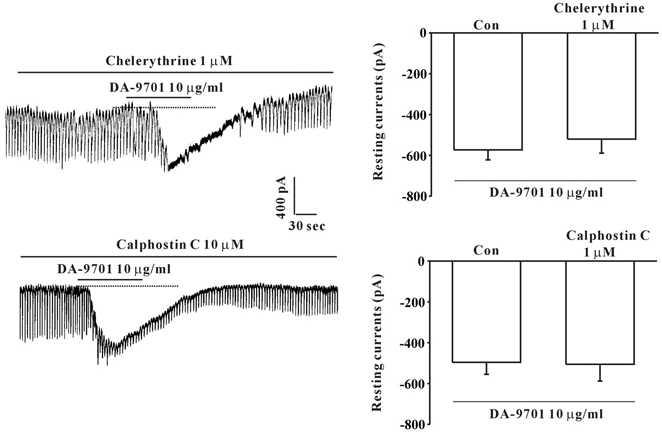 Effects of chelerythrine or calphostin C, an inhibitor of protein kinase C, upon DA-9701-induced pacemaker currents in cultured ICC of murine small intestine. (A), (B) Pacemaker currents of ICC exposed to DA-9701(10 μg/ml) in the presence of chelerythrine(1 μM) or calphostin C(10μM). Under these conditions, DA-9701 caused tonic inward currents. The dotted lines indicate the zero current levels. Responses to DA-9701 in the presence of chelerythrine or calphostin C are summarized in (C). Bars represent the mean values ± SE. Con: Control.