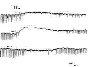 Effects of THC isolated from DA-9701 on pacemaker potentials and pacemaker currents recorded in cultured ICC from murine small intestine.