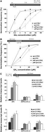 Both Light and the pil5 Mutation Increase GA Responsiveness in Seeds.